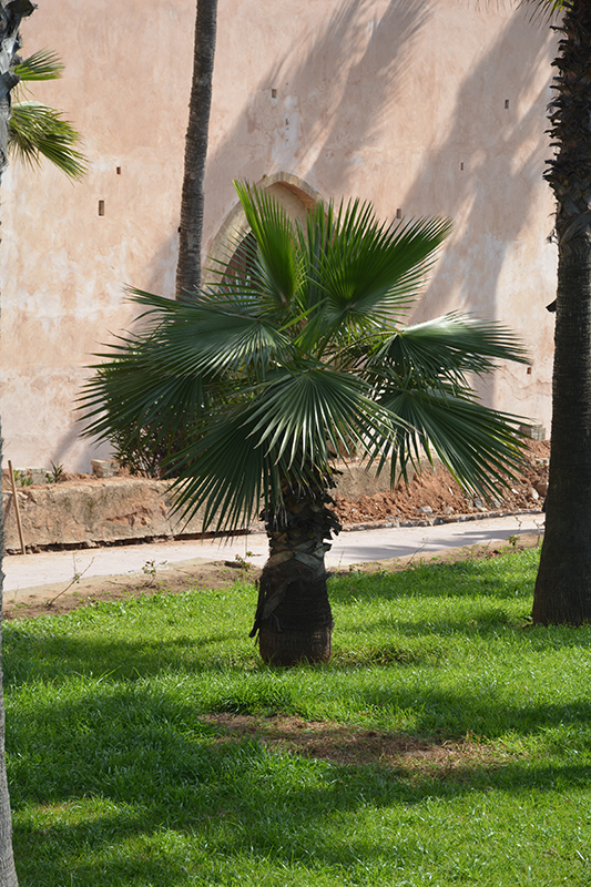 Desert Fan Palm (Washingtonia filifera) at Roger's Gardens