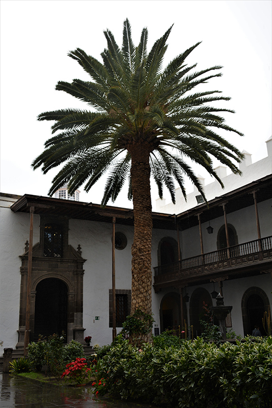 Canary Island Date Palm (Phoenix canariensis) at Roger's Gardens