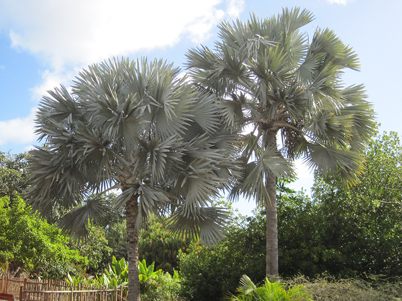 Bismarck Palm (Bismarckia nobilis) at Roger's Gardens
