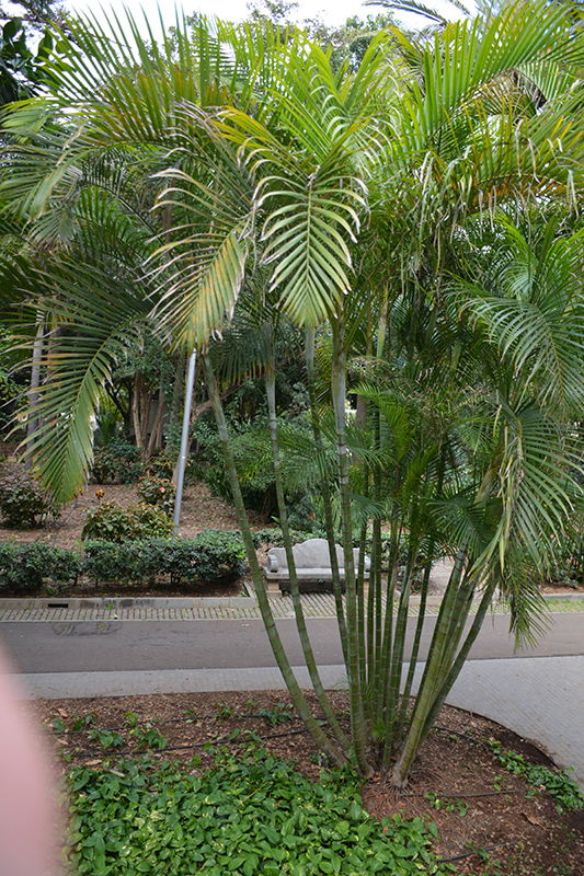 Areca Palm (Dypsis lutescens) at Roger's Gardens