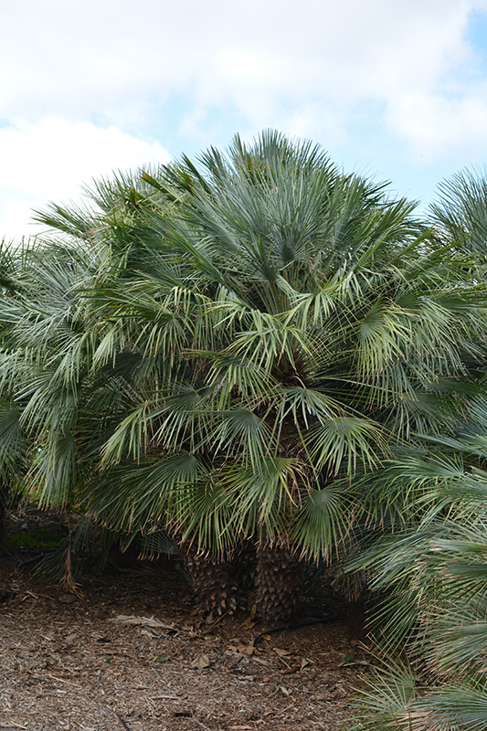 Atlas Mountain Palm (Chamaerops humilis var. argentea) at Roger's Gardens