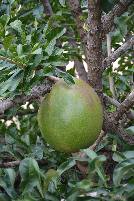 Pummelo (Citrus maxima) at Roger's Gardens