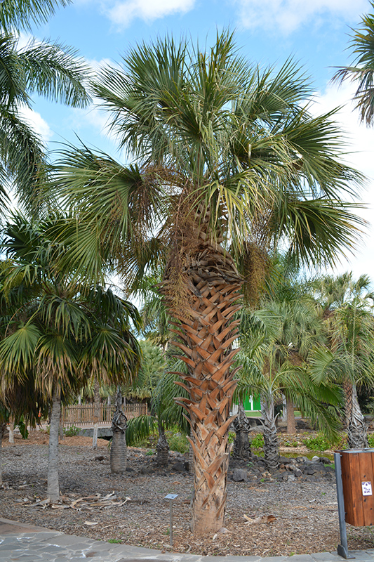 Cabbage Palm (Sabal palmetto) at Roger's Gardens