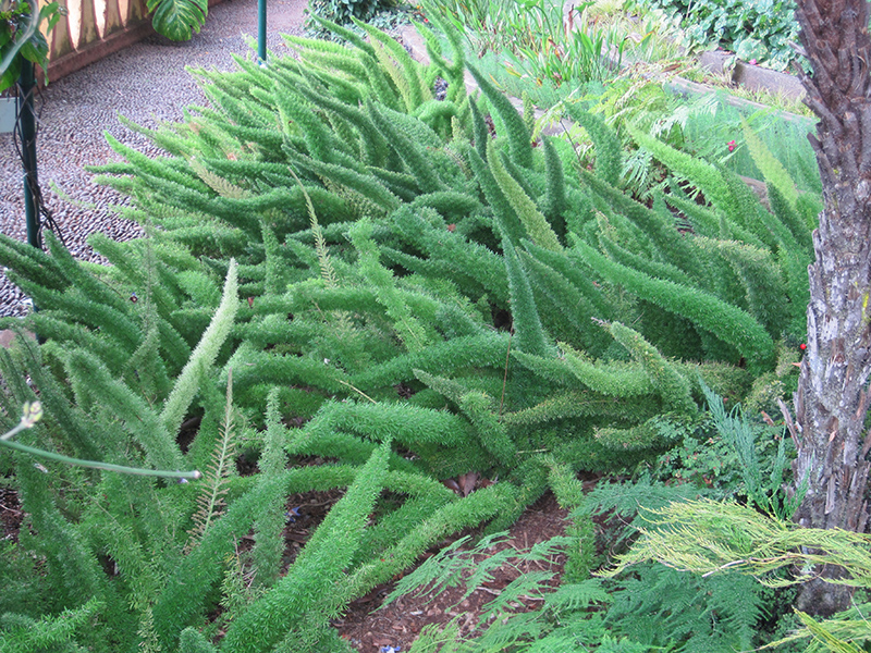 Myers Foxtail Fern (Asparagus densiflorus 'Myers') at Roger's Gardens