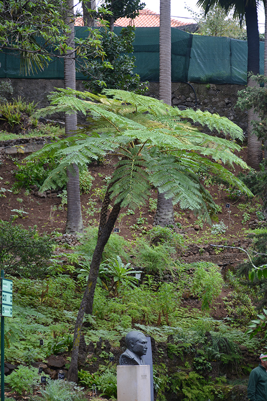 Australian Tree Fern (Cyathea cooperi) at Roger's Gardens