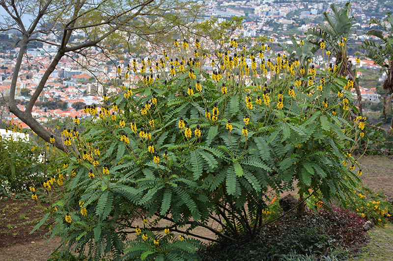 Popcorn Cassia (Senna didymobotrya) at Roger's Gardens