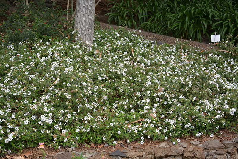 Spreading White Lantana (Lantana montevidensis 'Spreading White') at Roger's Gardens
