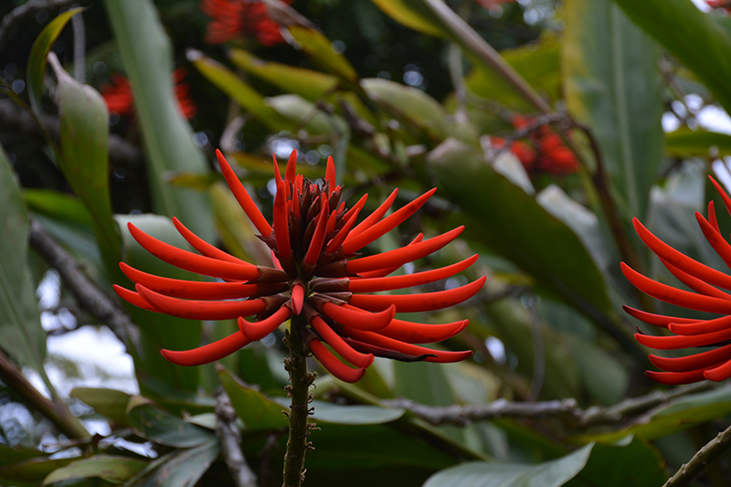 Naked Coral Tree (Erythrina coralloides) at Roger's Gardens