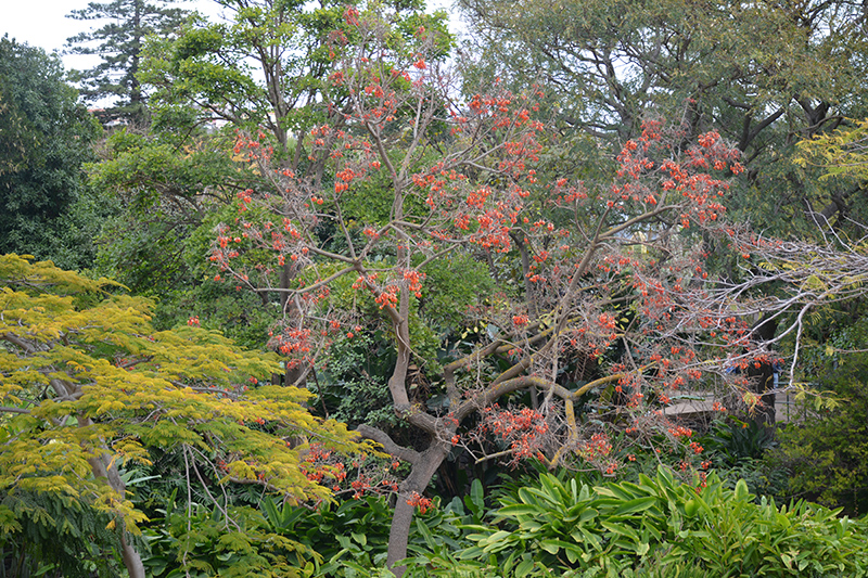 Naked Coral Tree (Erythrina coralloides) at Roger's Gardens