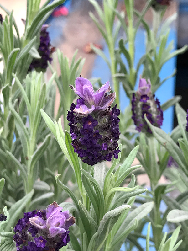 Spanish Lavender (Lavandula stoechas) at Roger's Gardens