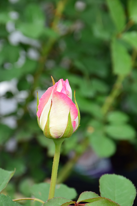 Moonstone Rose (Rosa 'Moonstone') at Roger's Gardens