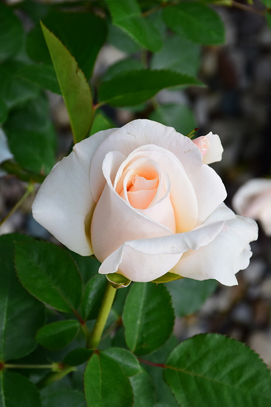 Easy Spirit Rose (Rosa 'WEKmereadoit') at Roger's Gardens