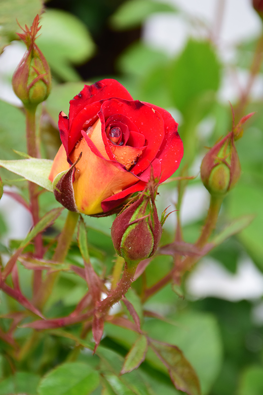 Ketchup And Mustard Rose (Rosa 'WEKzazette') at Roger's Gardens