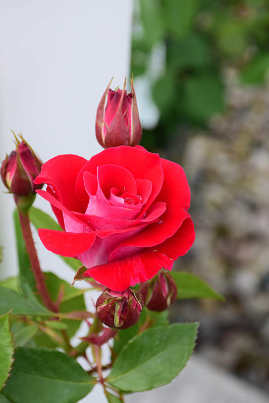 Take It Easy Rose (Rosa 'WEKyoopedko') at Roger's Gardens
