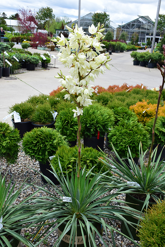 Ivory Tower Adam's Needle (Yucca filamentosa 'Ivory Tower') at Roger's Gardens