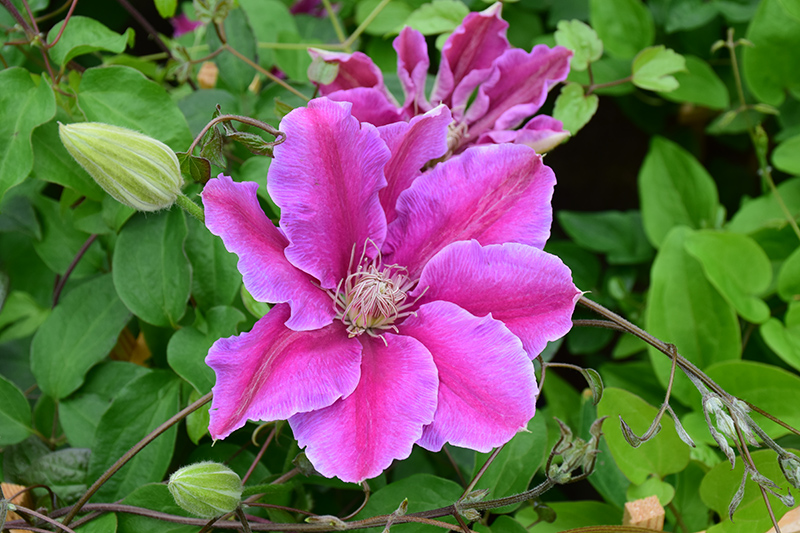Dr. Ruppel Clematis (Clematis 'Dr. Ruppel') at Roger's Gardens