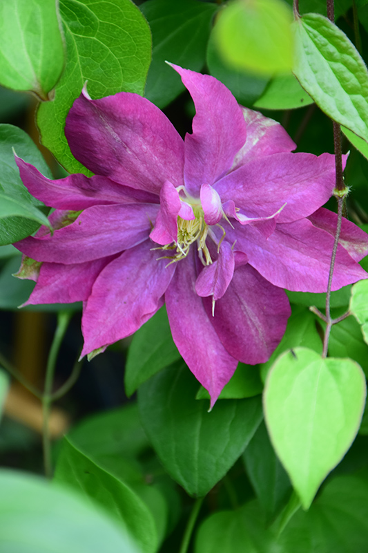 Fireflame Clematis (Clematis 'KBK01') at Roger's Gardens