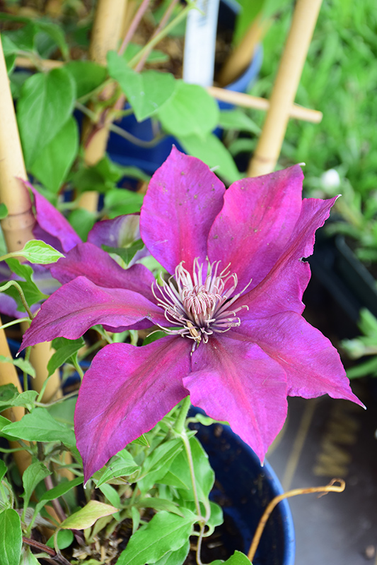 Picardy Clematis (Clematis 'Evipo024') at Roger's Gardens