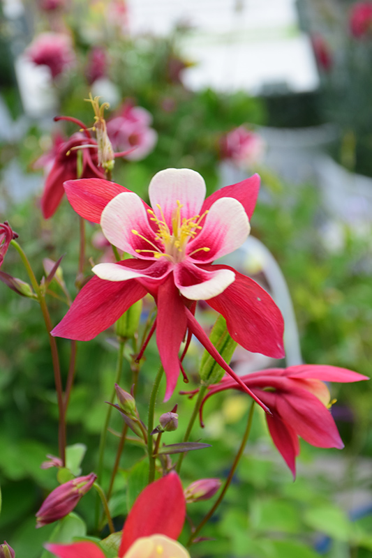 Origami Red and White Columbine (Aquilegia 'Origami Red and White') at Roger's Gardens