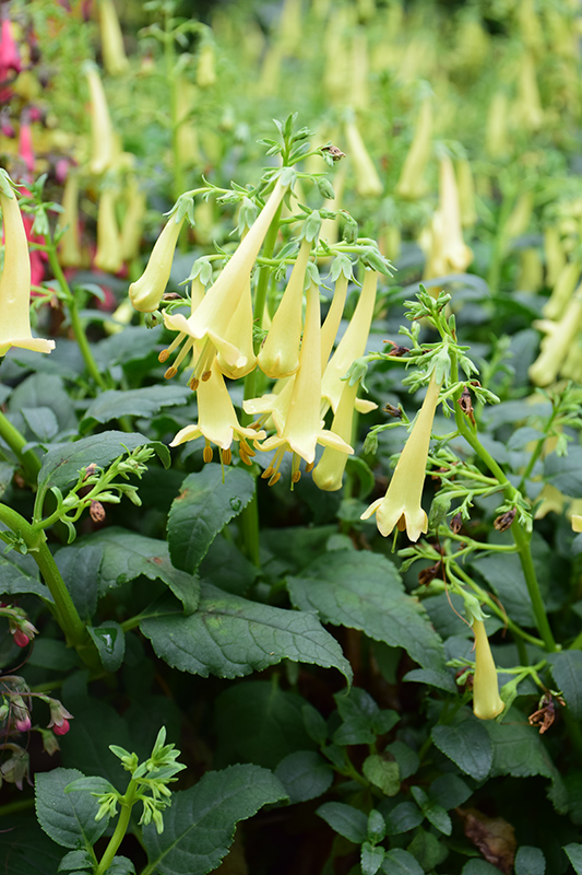 COLORBURST Yellow Cape Fuchsia (Phygelius 'TNPHYCY') at Roger's Gardens