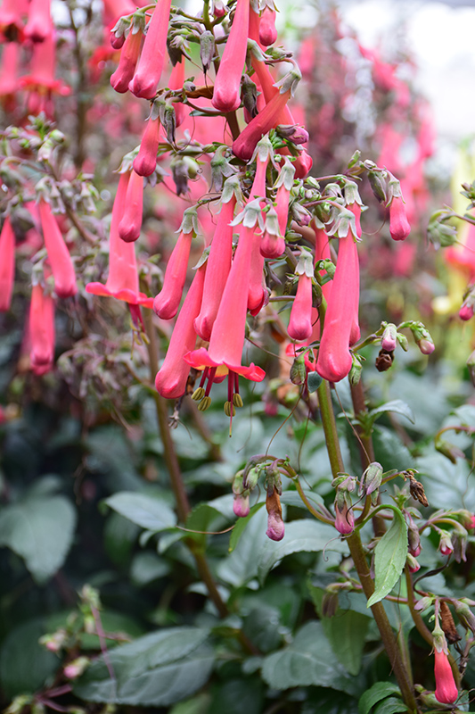 COLORBURST Magenta Cape Fuchsia (Phygelius 'TNPHYCM') at Roger's Gardens