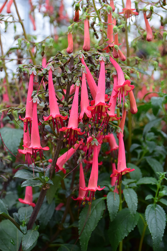 COLORBURST Deep Red Cape Fuchsia (Phygelius 'TNPHYCDR') at Roger's Gardens