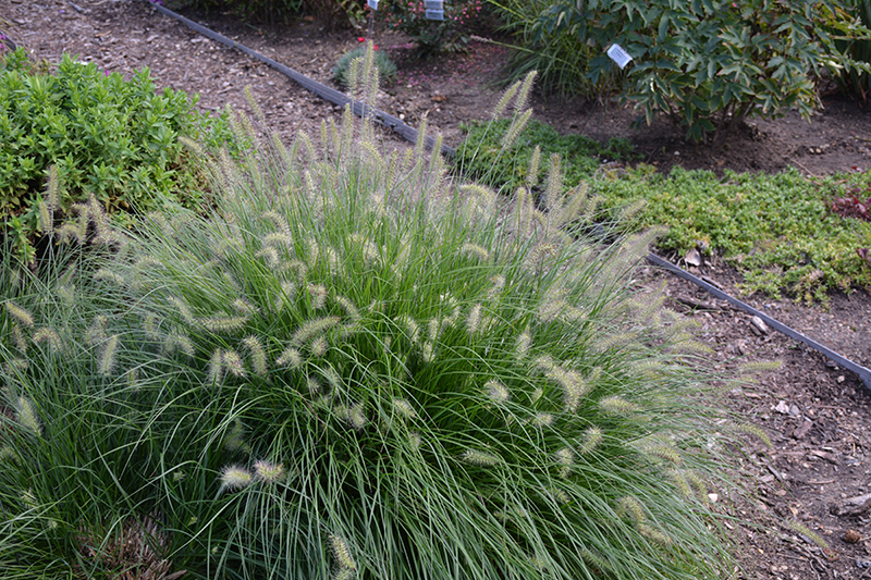Little Bunny Dwarf Fountain Grass (Pennisetum alopecuroides 'Little Bunny') at Roger's Gardens