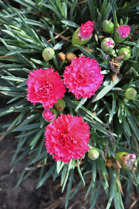 Fruit Punch Cranberry Cocktail Pinks (Dianthus 'Cranberry Cocktail') at Roger's Gardens
