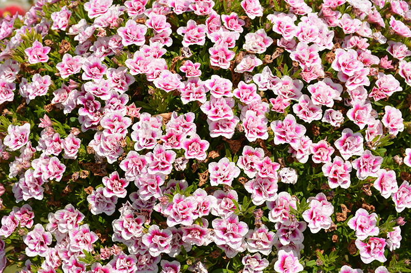 MiniFamous Uno Double PinkTastic Calibrachoa (Calibrachoa 'KLECA18085') at Roger's Gardens