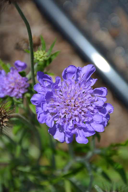 Giga Blue Pincushion Flower (Scabiosa 'Giga Blue') at Roger's Gardens