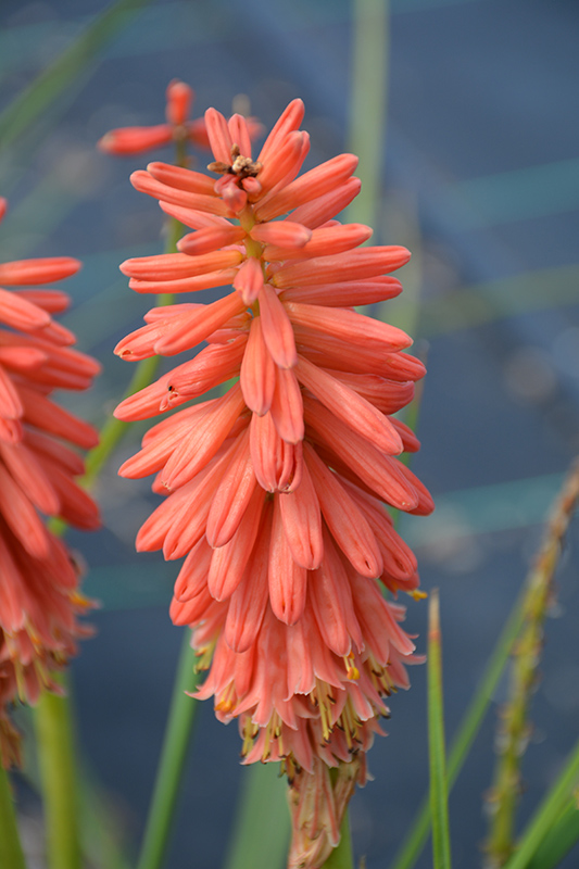 Redhot Popsicle Torchlily (Kniphofia 'Redhot Popsicle') at Roger's Gardens