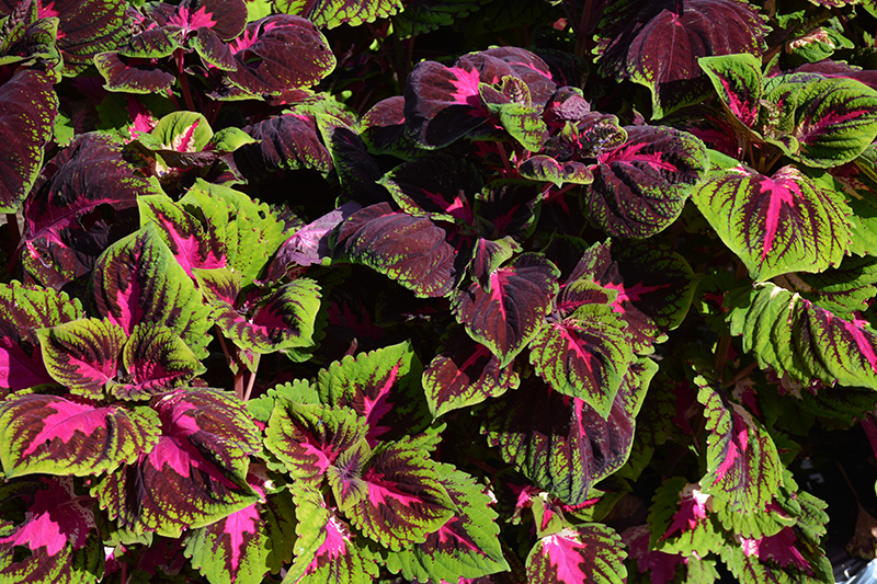 Kong Red Coleus (Solenostemon scutellarioides 'Kong Red') at Roger's Gardens