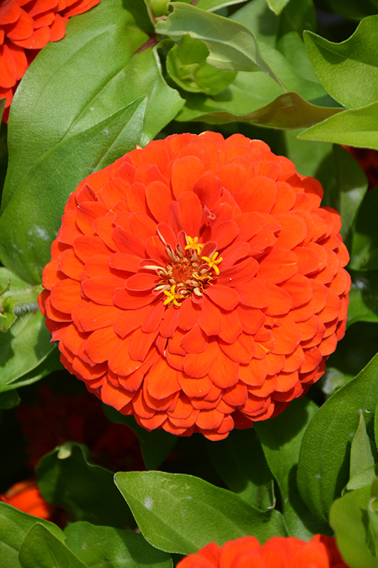 Preciosa Scarlet Zinnia (Zinnia 'Preciosa Scarlet') at Roger's Gardens