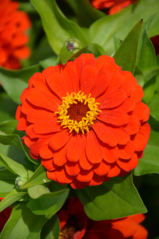 Preciosa Scarlet Zinnia (Zinnia 'Preciosa Scarlet') at Roger's Gardens