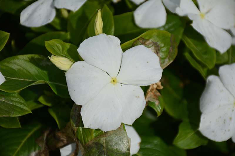 Cora XDR White (Catharanthus roseus 'Cora XDR White') at Roger's Gardens