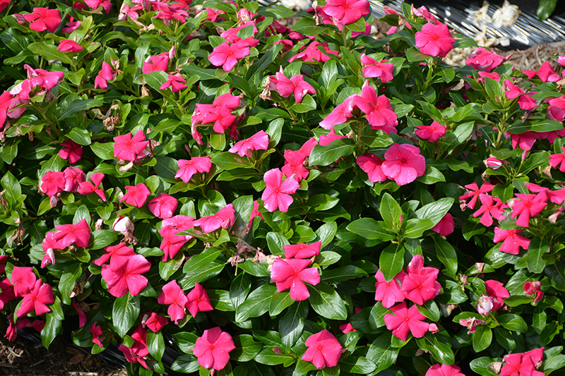 Cora XDR Punch (Catharanthus roseus 'Cora XDR Punch') at Roger's Gardens