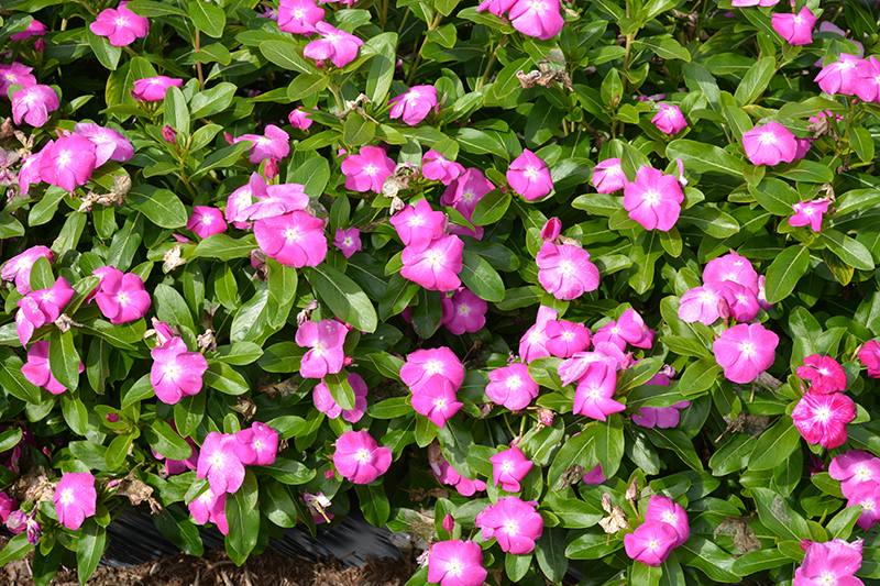 Cora XDR Orchid (Catharanthus roseus 'Cora XDR Orchid') at Roger's Gardens