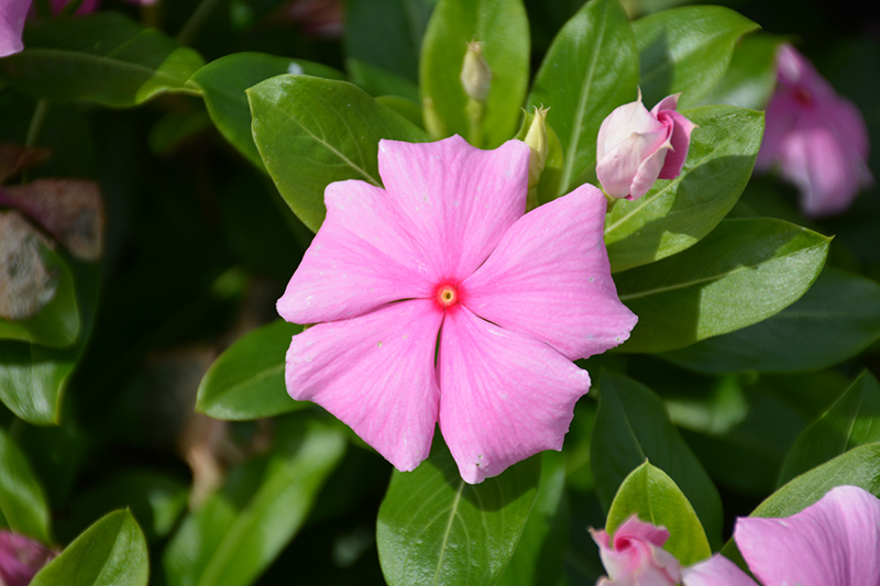 Cora XDR Light Pink (Catharanthus roseus 'Cora XDR Light Pink') at Roger's Gardens