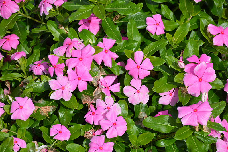 Cora XDR Light Pink (Catharanthus roseus 'Cora XDR Light Pink') at Roger's Gardens