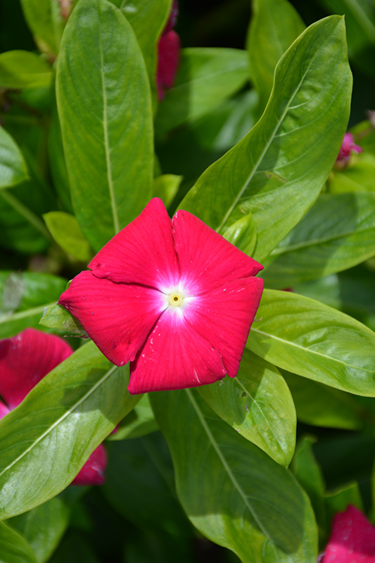 Cora XDR Cranberry (Catharanthus roseus 'Cora XDR Cranberry') at Roger's Gardens