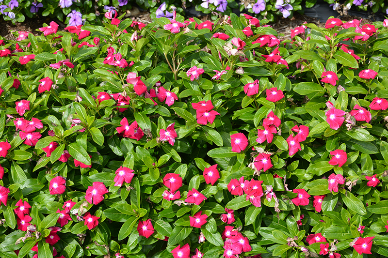 Cora XDR Cranberry (Catharanthus roseus 'Cora XDR Cranberry') at Roger's Gardens