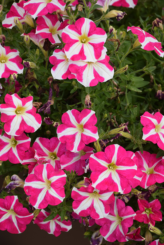 Amore Pink Heart (Petunia 'Amore Pink Heart') at Roger's Gardens