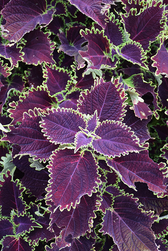 ColorBlaze Wicked Witch Coleus (Solenostemon scutellarioides 'Wicked Witch') at Roger's Gardens