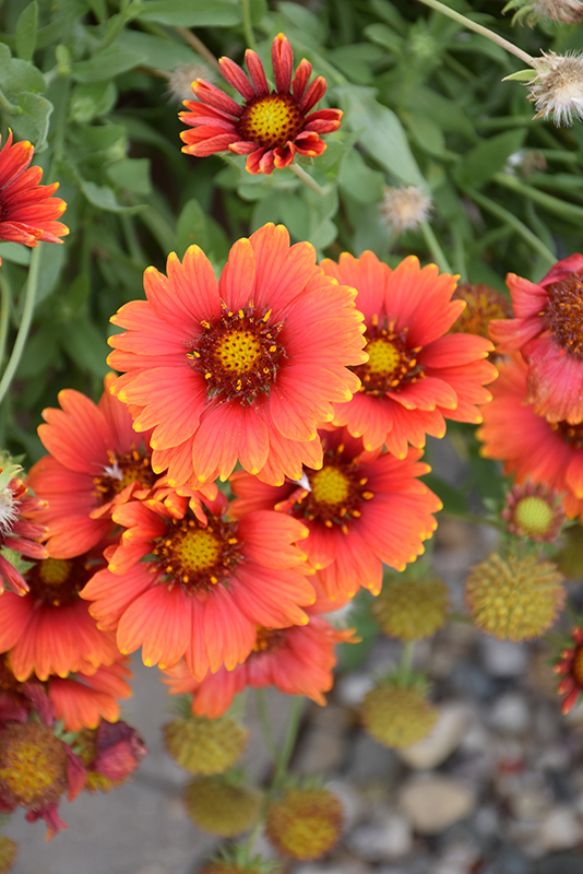 Heat it best sale up yellow gaillardia