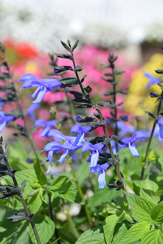 Rockin' Blue Suede Shoes Salvia (Salvia 'BBSAL01301') at Roger's Gardens