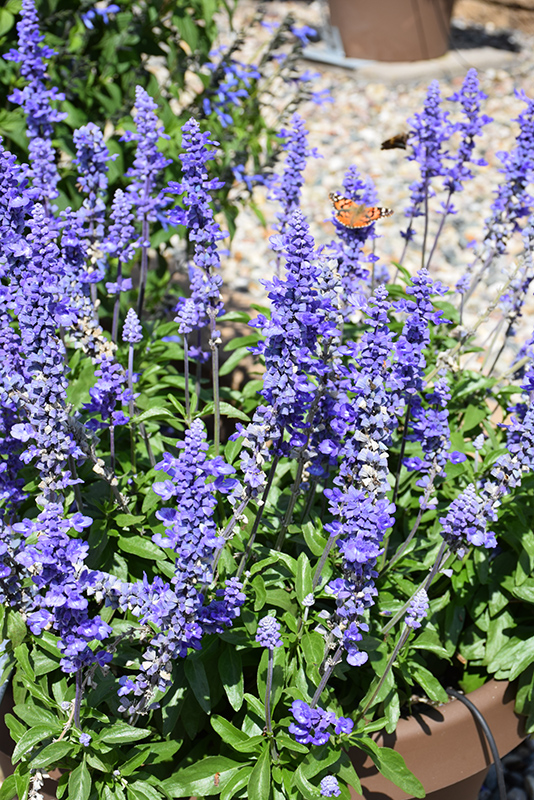 Unplugged So Blue Salvia (Salvia farinacea 'G14251') at Roger's Gardens