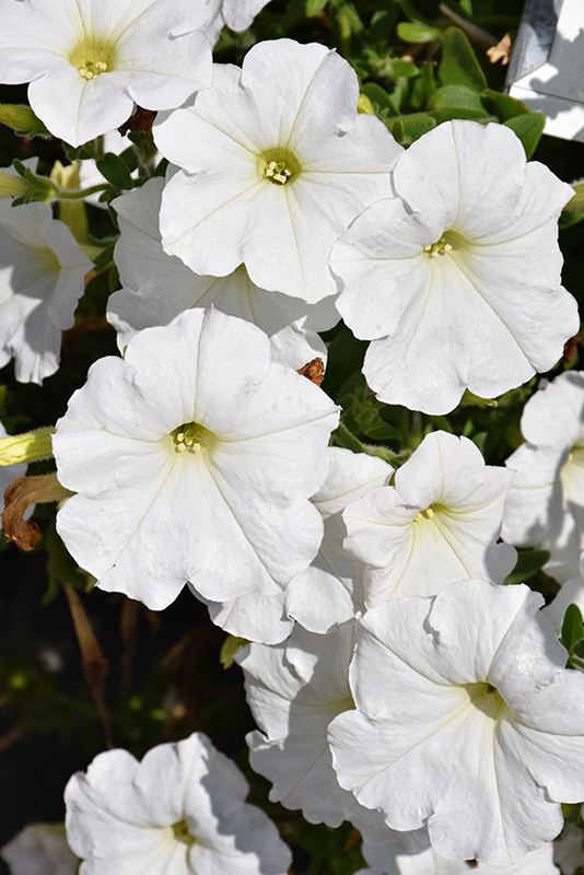 Easy Wave White Petunia (Petunia 'Easy Wave White') at Roger's Gardens