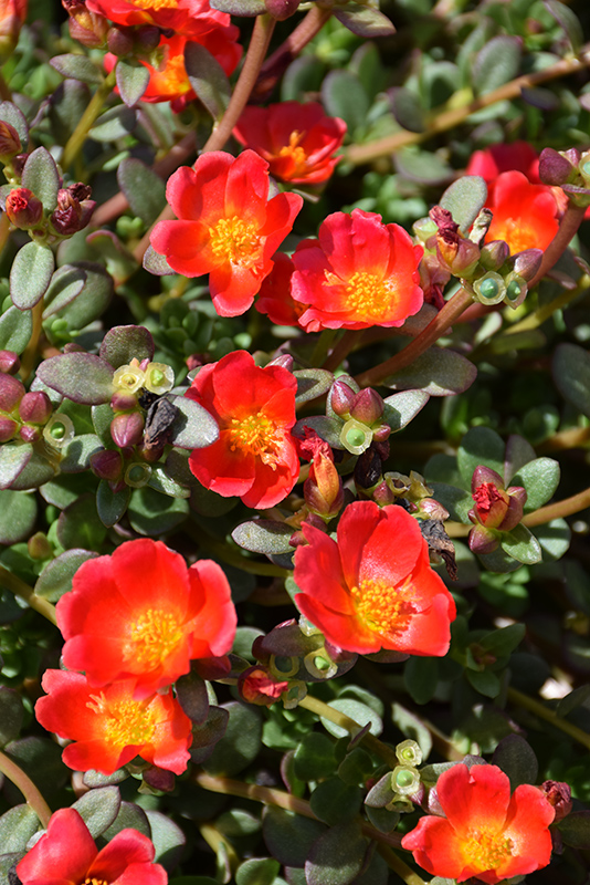 Mojave Red Portulaca (Portulaca grandiflora 'Mojave Red') at Roger's Gardens