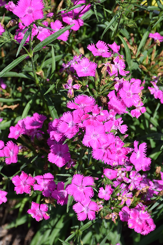 Rockin' Purple Pinks (Dianthus 'PAS1350219') at Roger's Gardens