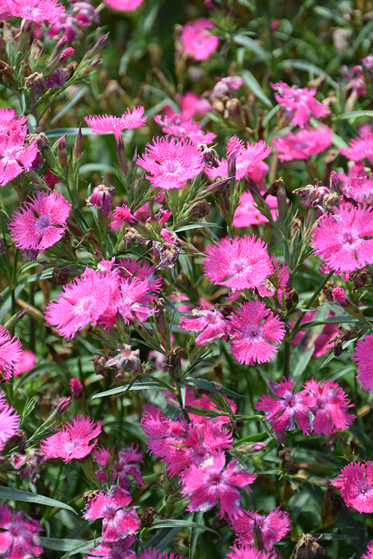 Rockin' Rose Pinks (Dianthus 'PAS1350215') at Roger's Gardens